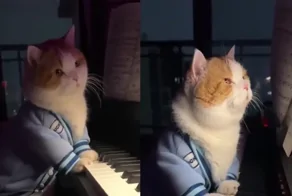 Начинающий пианист музицирует