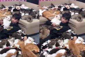 Пушистая и мурлыкающая терапия