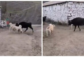 Бык разнял собачью драку