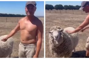 Мужчина на собственном горьком опыте узнал, почему не стоит пытаться ездить на овце
