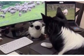 Пёс-удаленщик пасёт овец