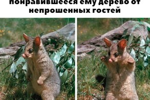 Скрины из соцсетей            