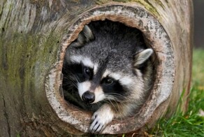 25+ чудных енотов, которые своими проделками заставят забыть о мелких неурядицах