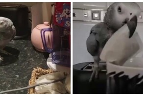 Попугай притворяется, что заболел