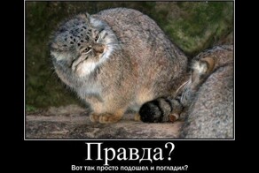 Почему манул до сих пор не скрестили с домашней кошкой, чтобы создать дружелюбную породу