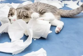 Наказали хозяйку: женщина показала, что случится, если забыть накормить кошек