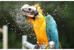 Попугай поёт в душе