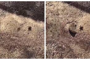 Паук вошёл не в ту дверь