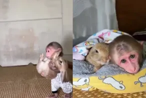 Обезьяна позаботилась о комфорте