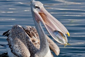 На общую тему 