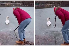 Спасение лебедя с неожиданным финалом
