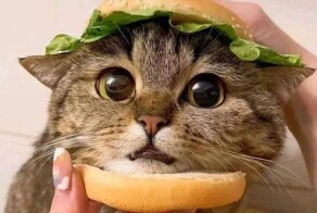 &nbsp;Намешалось&nbsp;