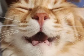 20 примеров расслабленности по-кошачьи