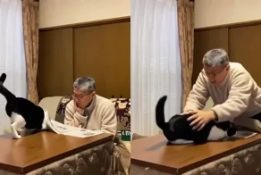 30 секунд из жизни с котом-суетологом