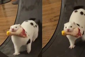 Норка любит бегать в колесе только с едой во рту