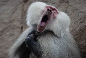 25 прелестных созданий нашей планеты, вид которых поможет восполнить дефицит энергии