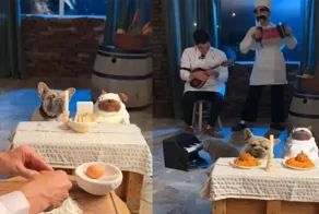 Парень устроил своему бульдогу романтический ужин в стиле «Леди и Бродяги»