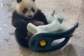 Забавные приключения панды