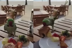 Попугай похитил часть завтрака туриста