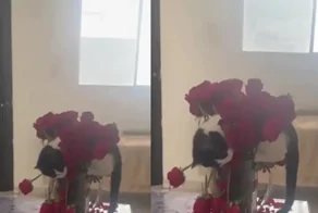 Пушистый флорист за работой