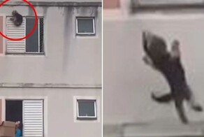 Женщина поймала соседскую собаку, выпавшую из окна
