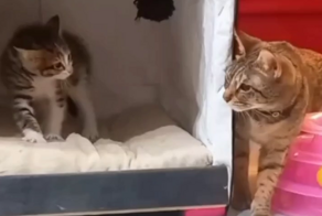 Терпеливая кошка пытается заслужить доверие котёнка, которого подобрали с улицы