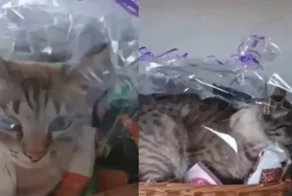 Кот залез в подарочную корзину