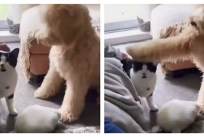 Собаки, которые любят повторять за людьми