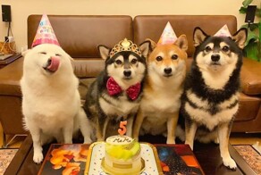 Забавный пёсик, который всё делает по-своему