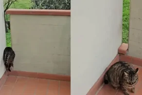 Кот не смог "просочиться"