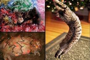 Елка для кота (37 фото)