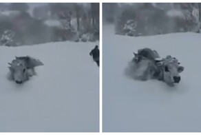 Коровы и овцы пробираются сквозь глубокие сугробы в Турции