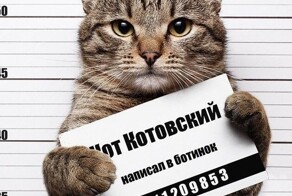 Российским заключённым разрешили заводить в колониях кошек, рыбок и птиц