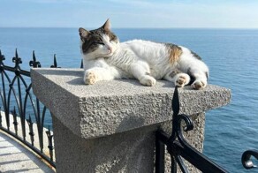 Сброшенная с обрыва в «Ласточкином гнезде» кошка Муся оказалась жива