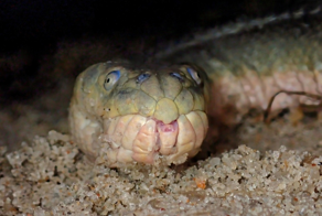 Носатая энгидрина: ядовитая и крайне агрессивная. Виновна в 50% укусов морских змей