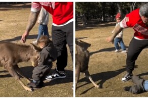 Олень в парке ударил малыша и повалил его на землю