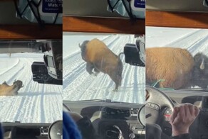 В парке Йеллоустоун бизон не смог сдержать любовь к снегу