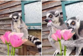 Цветы пришлись по вкусу лемурам