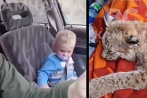 На Камчатке женщина погрузила сбитую рысь в машину, невзирая на наличие в ней младенца