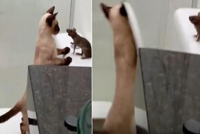 Кошка свалилась в унитаз, когда изучала крысу