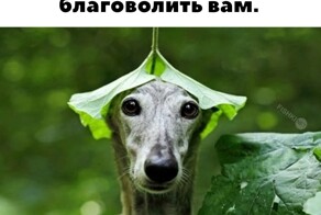 Скрины из соцсетей            