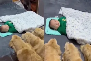 Собаки присматривают за ребёнком