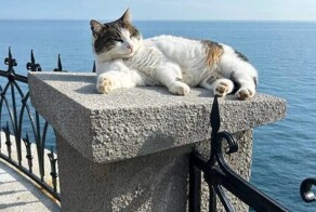 «Назад возвращать не будем, только в дом»: спасшуюся ялтинскую кошку Мусю хочет забрать к себе мэр города