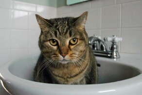 24 котофея и котофеечки, выбравших неожиданное место для отдыха