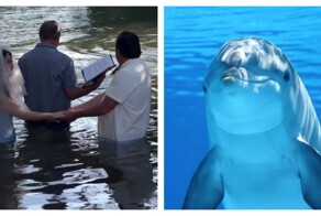 Дельфин подносит кольца молодоженам