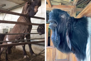 Шами: коза, которую «переделывают» в корову