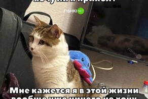 Скрины из соцсетей            