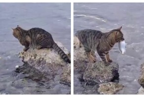 Плати налог: кота-рыбака застали врасплох