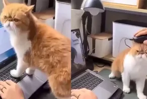 Кот пытается избавить хозяйку от цифровой зависимости