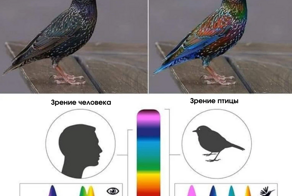 Разные интересные факты